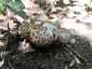 Csoportos csiperke (Agaricus bohusii), Budai-hegység